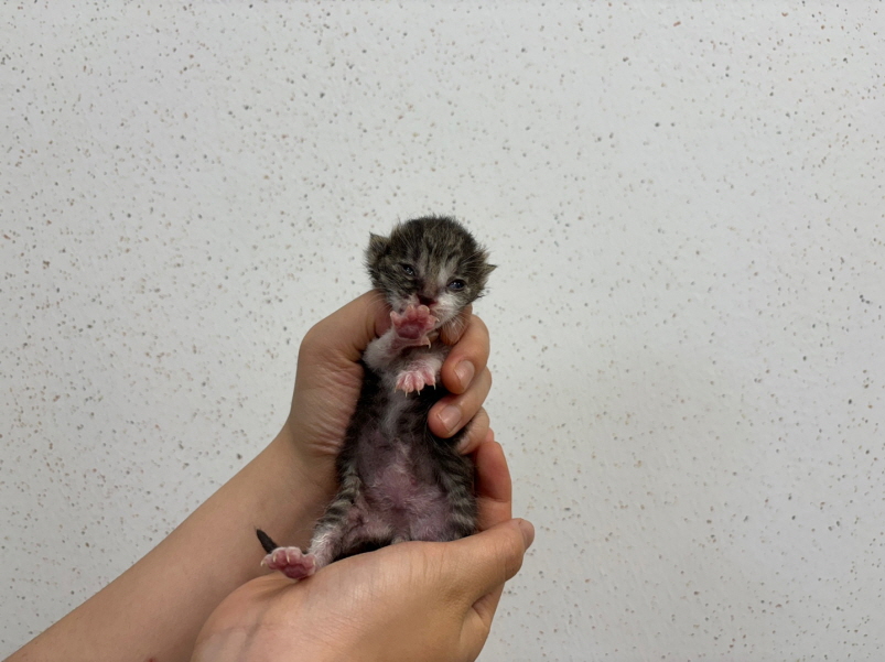 한국 고양이 이미지 파일 입니다.